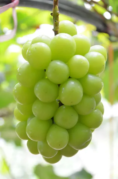 シャインマスカット