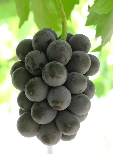 ニューピオーネ