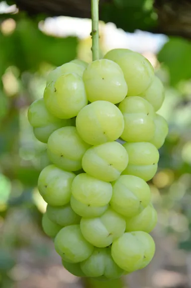 瀬戸ジャイアンツ