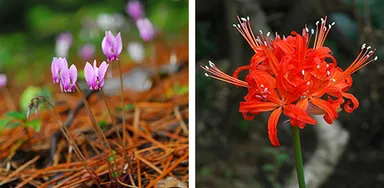 原種シクラメンとダイヤモンドリリー展