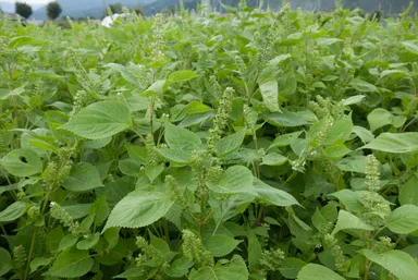 飛騨地方のえごま栽培の様子