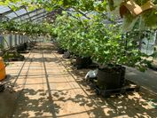 AI潅水施肥システムのゼロアグリ　新たにナシ、ブドウの試験栽培を開始