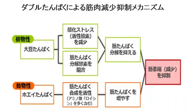 【図3】ダブルたんぱくによる筋肉減少抑制メカニズム