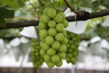 シャインマスカットイメージ