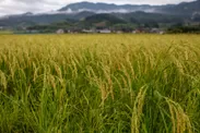無肥料無農薬栽培のお米