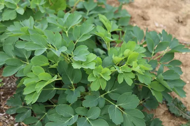 長命草は過酷な条件でも育つ生命力豊かな野草