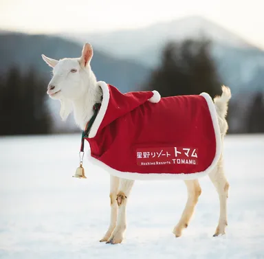 【トマム】ヤギ イメージ