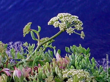 クリステマリン