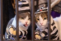 令和初！猫カフェ 猫家のハロウィン限定イベント　ディズニーランド・ペアチケットなど魅力的な賞品が当たる「ハロウィンにゃんぼ！くじ」9月24日(火)～10月27日(日)の期間限定　さらに！「ハロウィンジャンボ宝くじ」をお店でご提示いただくと、コスチュームを着た猫さんとの“記ニャン写真”をプレゼント！