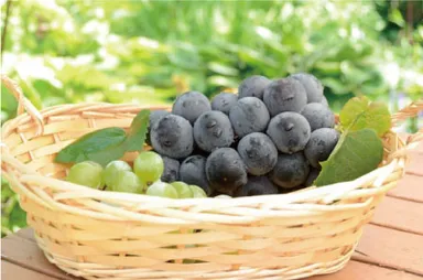 水無しで飲めるグレープ味