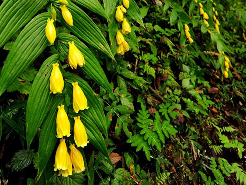 山里の貴婦人「キイジョウロウホトトギス」が
見頃を迎えました！