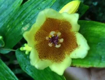 ホトトギスの花にみられる斑点模様