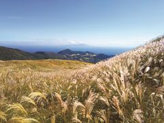 国内最大級の黄金のすすき野原で秋の絶景散歩を楽しもう　東伊豆町・稲取細野高原「秋のすすきイベント」10月7日(月)より開催