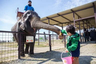 ゾウへのエサやり