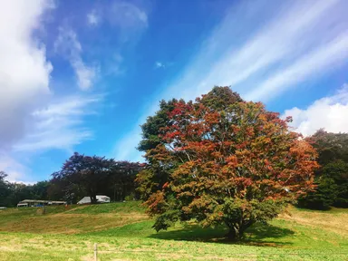 七色大カエデ
