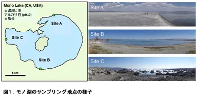 図1（極限環境の湖からヒトの５００倍のヒ素耐性を持つ線虫を発見）