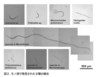 図2（極限環境の湖からヒトの５００倍のヒ素耐性を持つ線虫を発見）