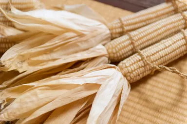 【青森屋】デントコーンイメージ　青森県観光国際戦略局観光企画課より借用画像（使用時要問合せ）