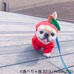 パグやシーズー、愛嬌たっぷりの“鼻ぺちゃ犬”が勢ぞろい　「鼻ぺちゃ展 2019」が11/1～17、2年ぶりに東京浅草で開催！