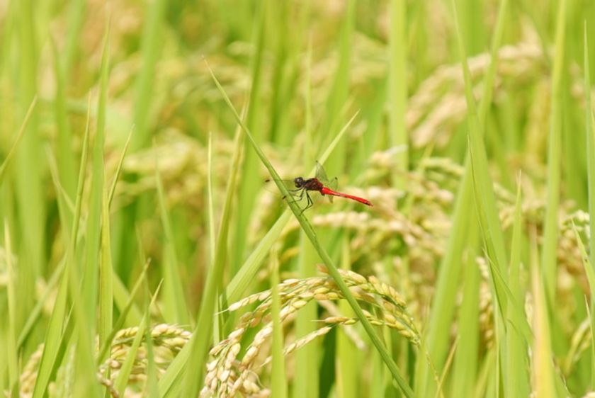 ダイエットに関する最新レポートをmicrodiet.netにて公開
『秋の味覚でおいしくダイエット！』