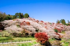 愛知県豊田市にて秋に咲く桜と日本屈指の紅葉を堪能！「小原四季桜まつり」「香嵐渓もみじまつり」11月1日(金)から開催中