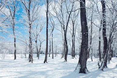 【リゾナーレ那須】冬の森イメージ