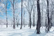 【リゾナーレ那須】冬の森イメージ