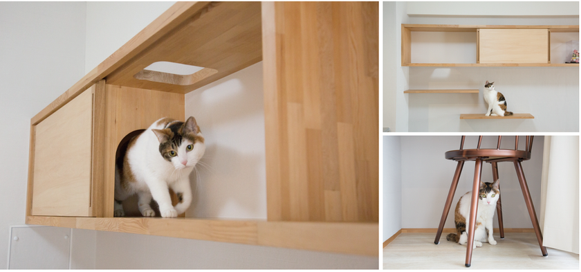 動物病院院長が猫ちゃんの性格にあわせた住まいを一邸ずつ監修! 
「マイリノペットforねこ」CASE 002スタート！