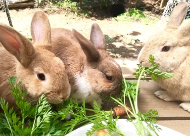 ふれあい動物園