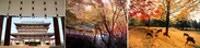 左から)▲薬師寺（金堂） ▲正暦寺（しょうりゃくじ）と紅葉 ▲奈良公園の鹿と紅葉「写真提供（すべて）：一般財団法人奈良県ビジターズビューロー」