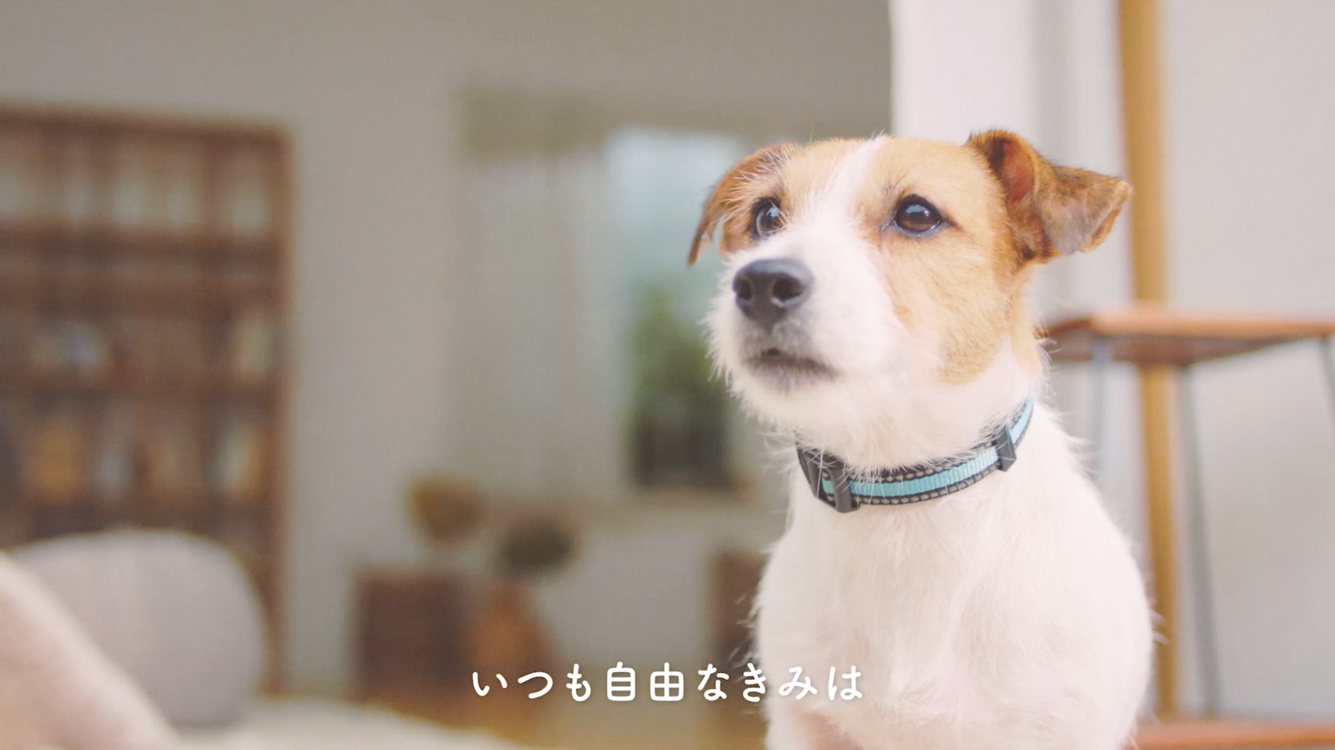 11月1日 犬の日 は愛犬とほっこり癒される1日に 犬の日 にちなみ 動画 愛犬ほっこりあるある を公開 インディー