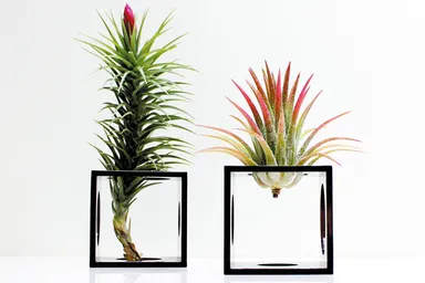 ハンドメイドエアープランツ