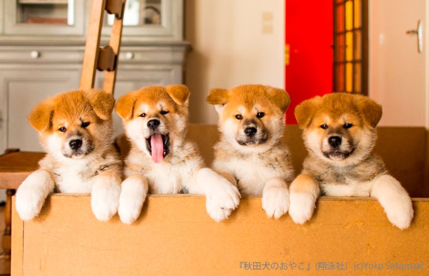 秋田県大館市［秋田犬の里］にて
「秋田犬のおやこ」写真展を開催

