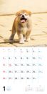 むくむくもふもふ秋田犬カレンダー2020_1月