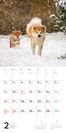 むくむくもふもふ秋田犬カレンダー2020_2月
