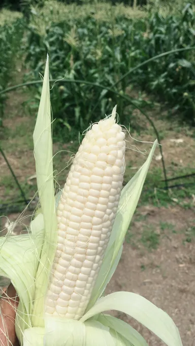 真っ白なホワイトコーン