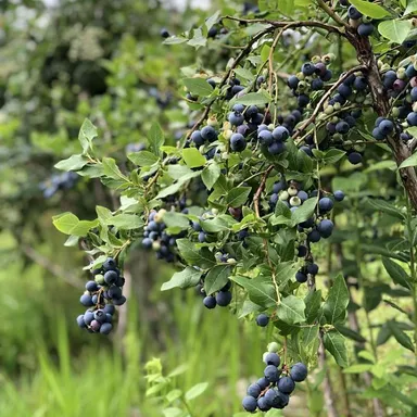 農家詳細ページには収穫前の画像も載っています