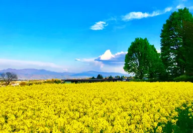 菜の花が咲き誇る穂高(5月)