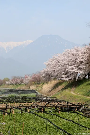 大王わさび農場の春
