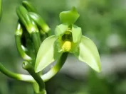 ニューカレドニアバニラの花