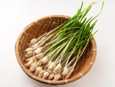 にんにくスプラウト