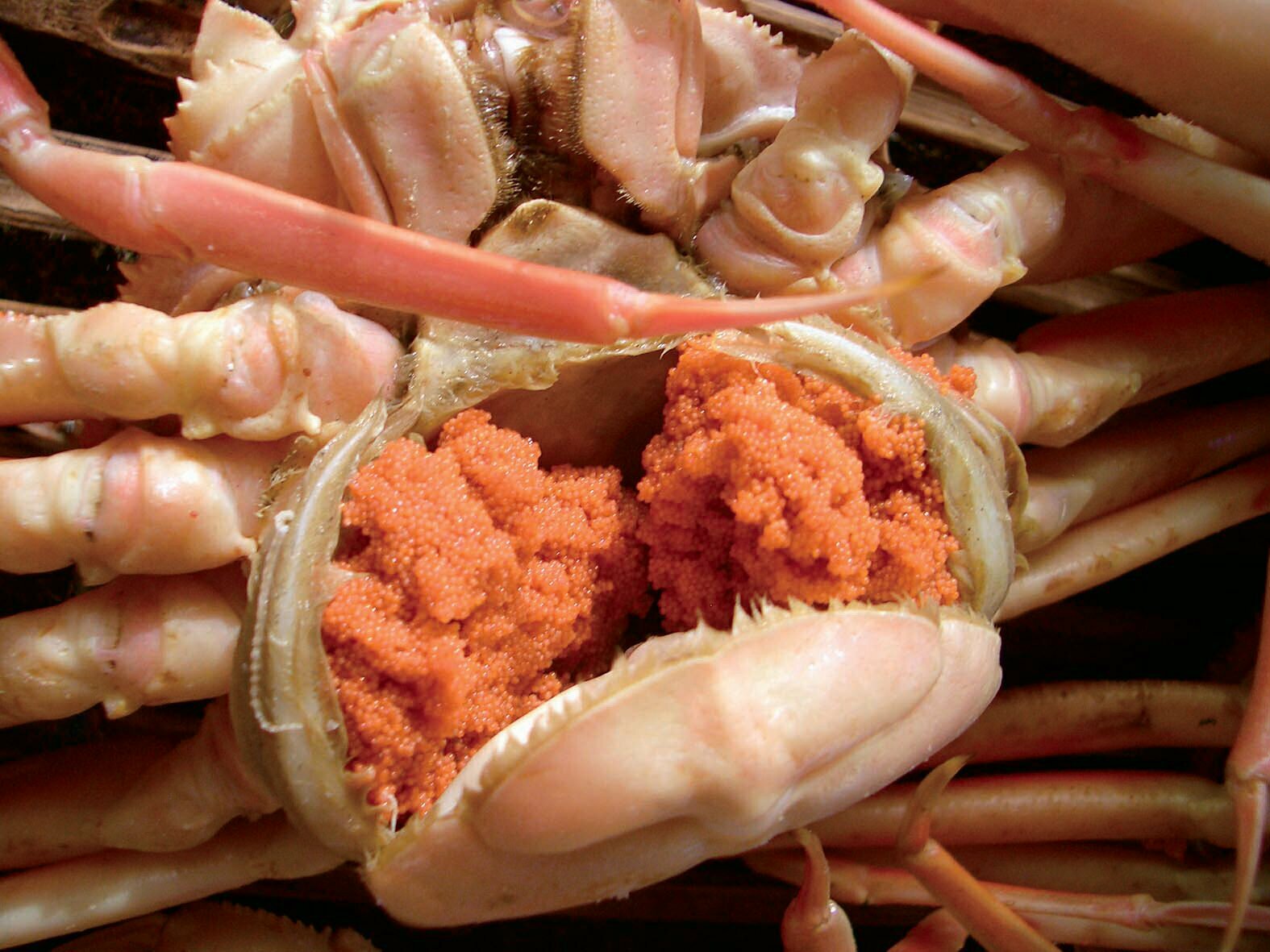今しか食べられない！？福井県が誇る冬の味覚の王者「越前がに」11月6日遂に解禁！｜福井県のプレスリリース