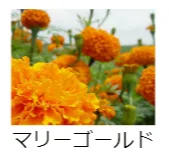 マリーゴールド
