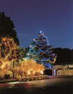 クリスマスツリー(横浜キャンパス)