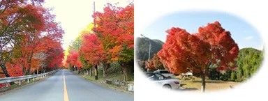 「紅葉のトンネル」（左）、「ハート型のもみじ」（右）