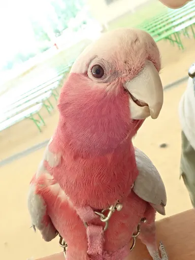 モモイロインコのミスティ―