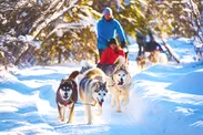 ハスキー犬たちと雪原を駆ける