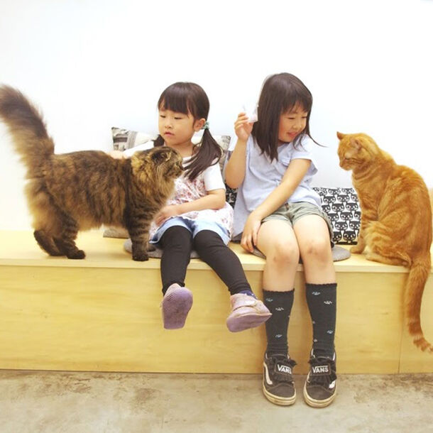 都内最大級 南町田の商業施設に猫カフェ Moff Animal Cafe グランベリーパーク店 11月13日 水 オープン 株式会社moffのプレスリリース