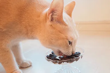 ドッグフード・キャットフードの口コミ投稿