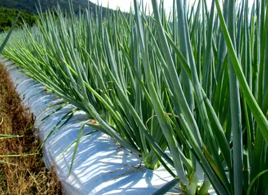 こと九条ねぎ(2)